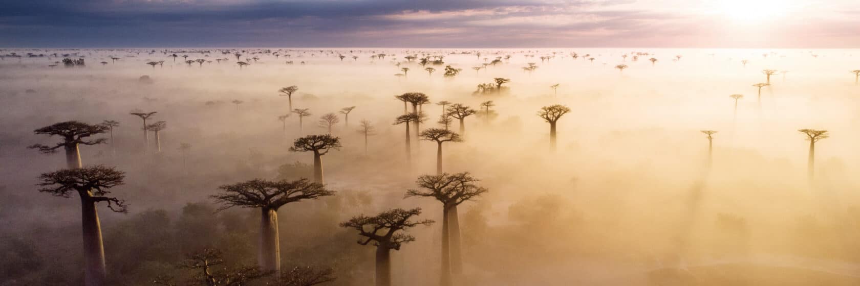 Aerial view of a misty golden sunrise at the famous Avenue de Baobabs in western Madagascar.