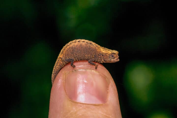 A chameleon on the tip of a person's finger.