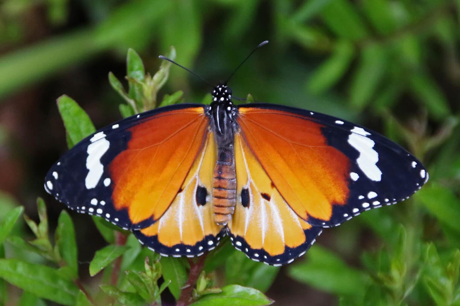 Bright orange, black, and white endemic butterfly against greenery.