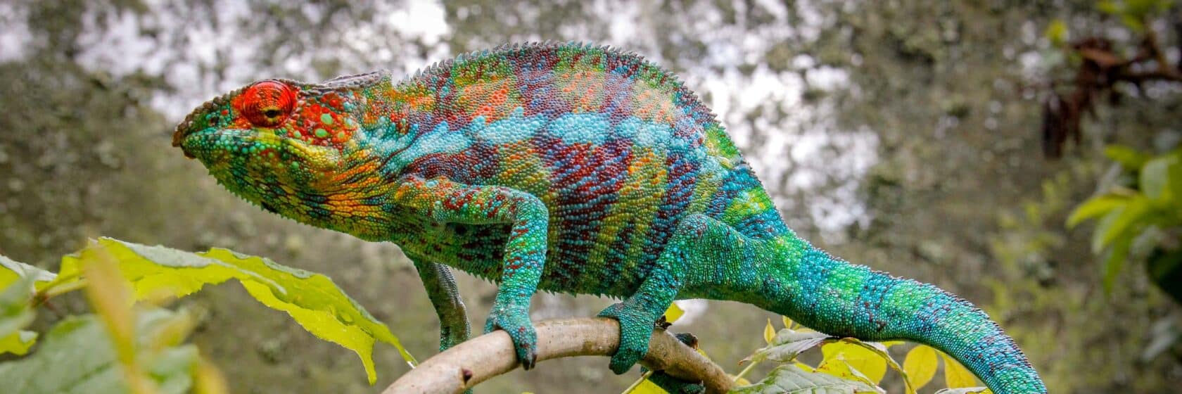 Panther chameleon on branch in Madagascar shows its colors: red, orange, yellow, green, blue, purple.