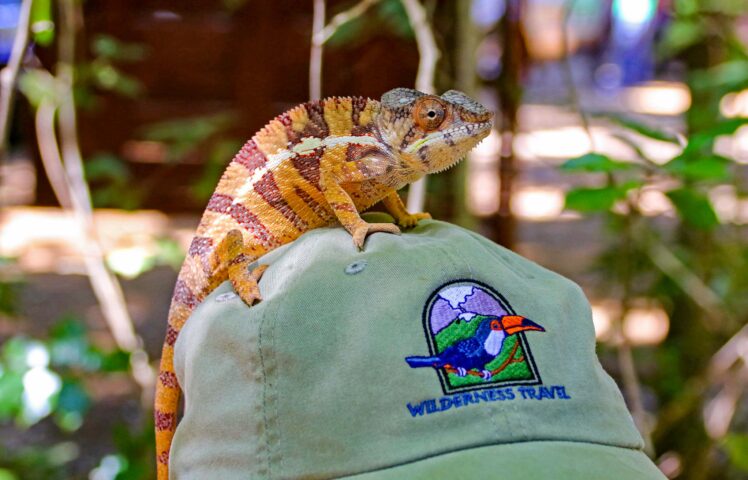 A chameleon perched on top of a person's cap.
