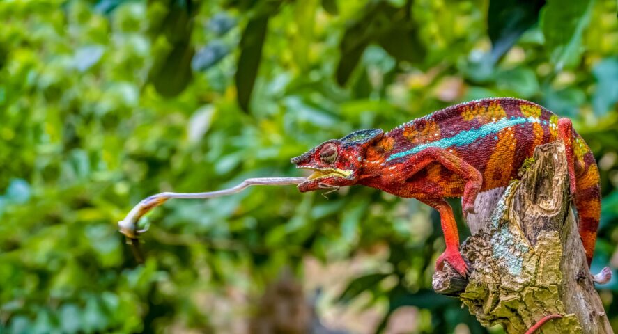 A red chameleon in a forest.