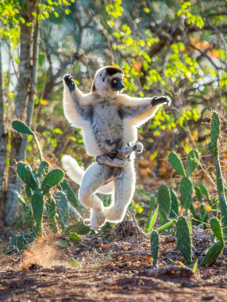 Dancing sifaka lemur with two babies in Madagascar.