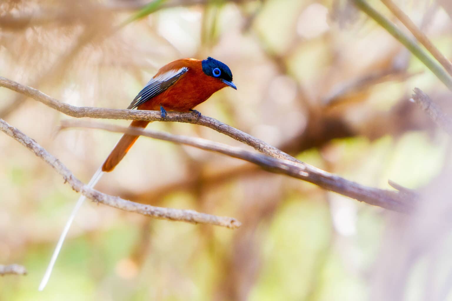 Malagasy paradise flycatcher bird with bright blue head and orange body sits on branch.