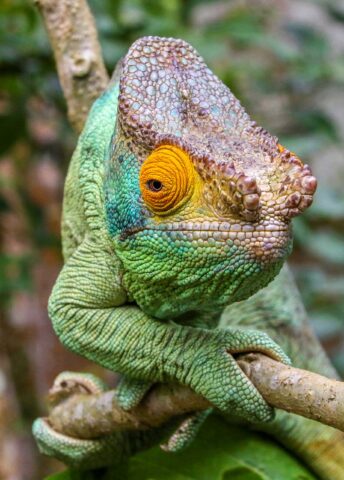 A green chameleon.