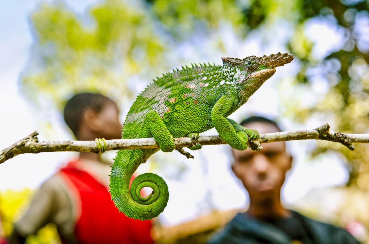 Green chameleon sits on branch in Madagascar with boys in background.