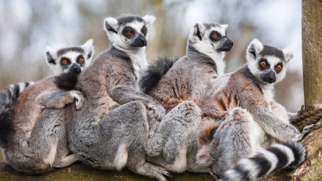 A family of ring-tailed Madagascan lemurs.