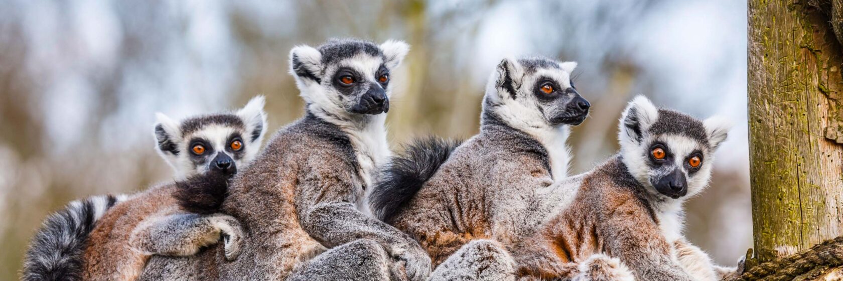 A family of ring-tailed Madagascan lemurs cuddle up.