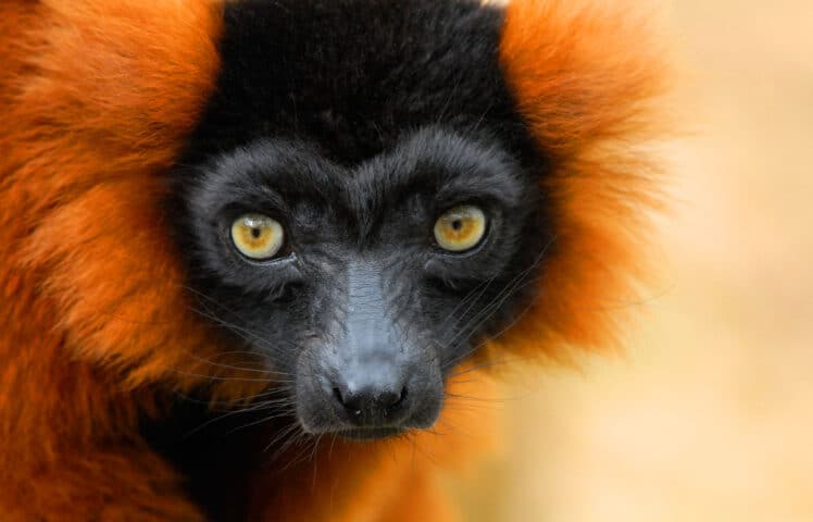 A closeup of a monkey.