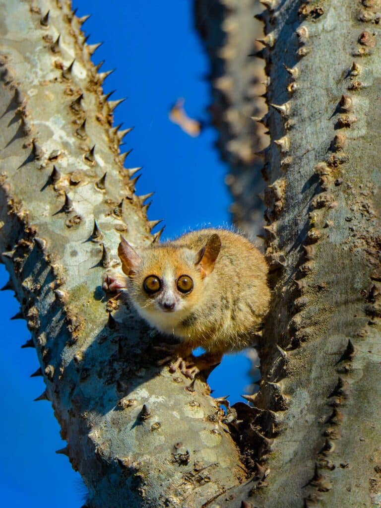Mouse lemur peeks out from branches in Madagascar’s spiny desert.
