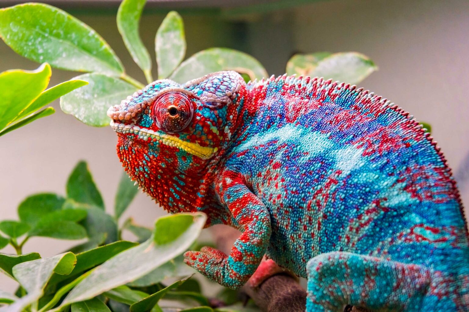 A red and blue chameleon.