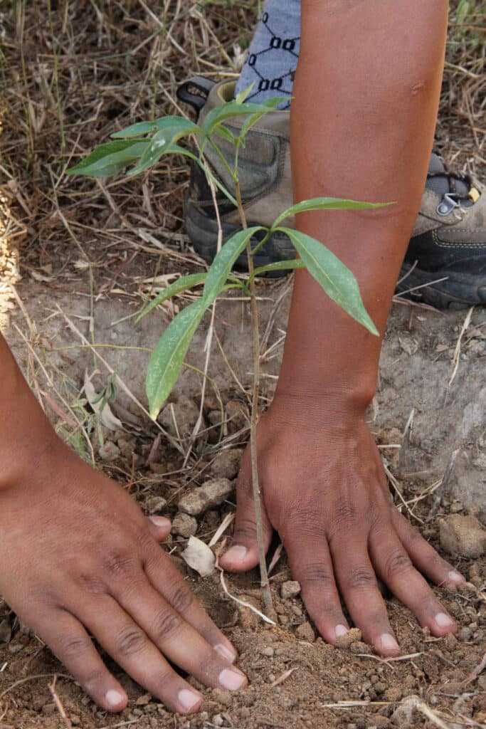 Hands planting indigenous tree seedling in Madagascar.