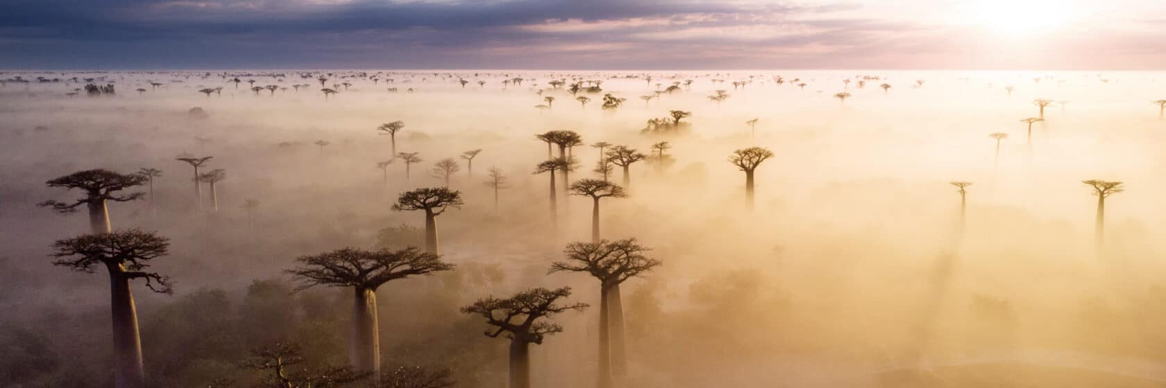 Baobab trees in the mist.