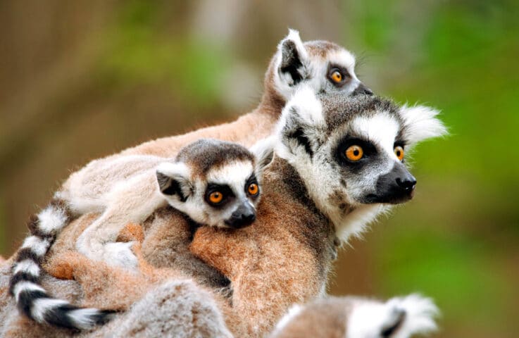 Three lemurs.