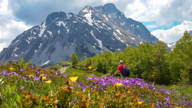 A field of flowers with a mountain view in Montenegro.