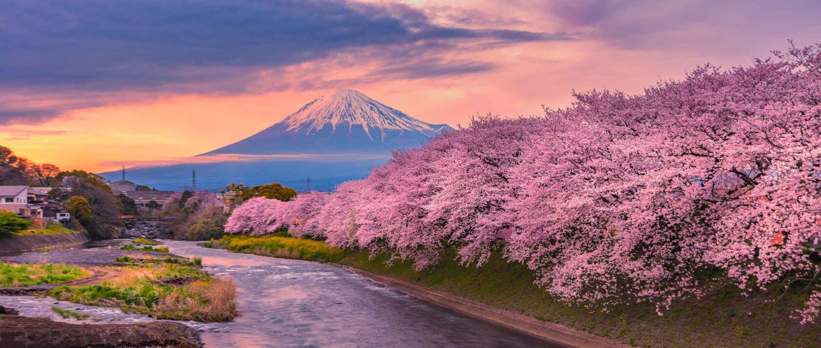 Cherry blossom trees by Mountain Fuji.