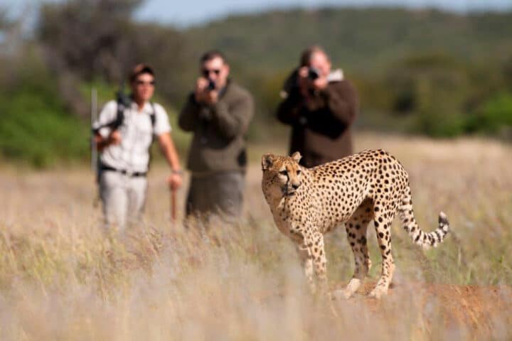 Tourists photographing a cheetah in the wild.