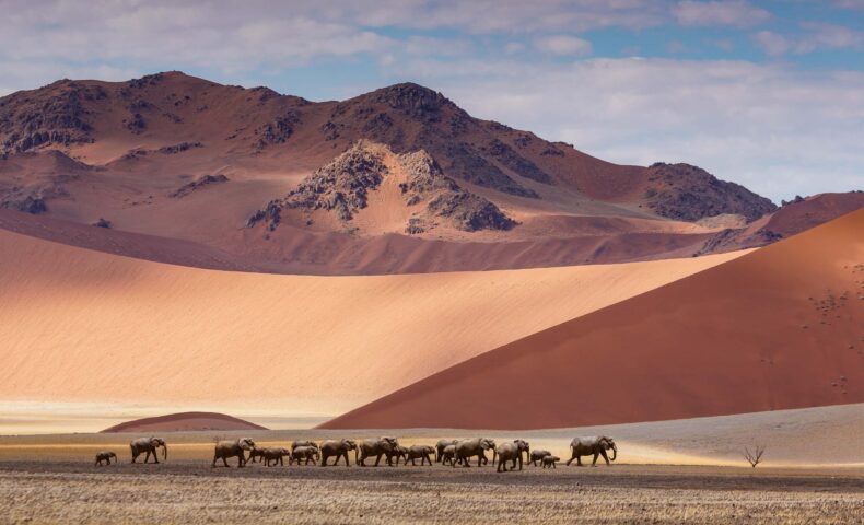 Elephants in a desert in Namibia.