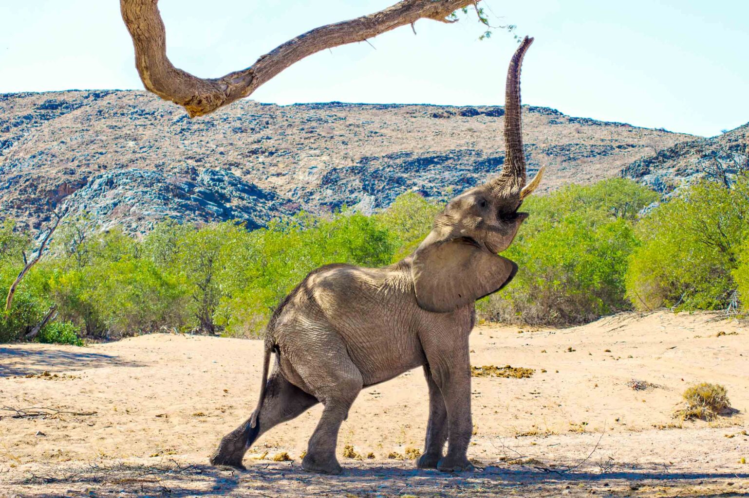 An elephant in Namibia.