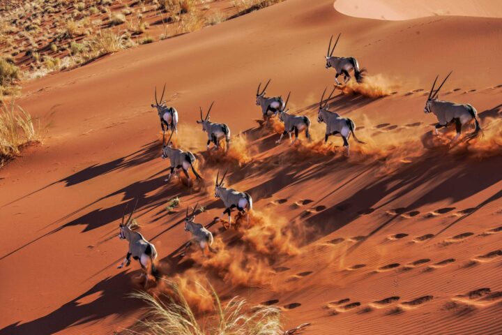 A herd of gemsbok.