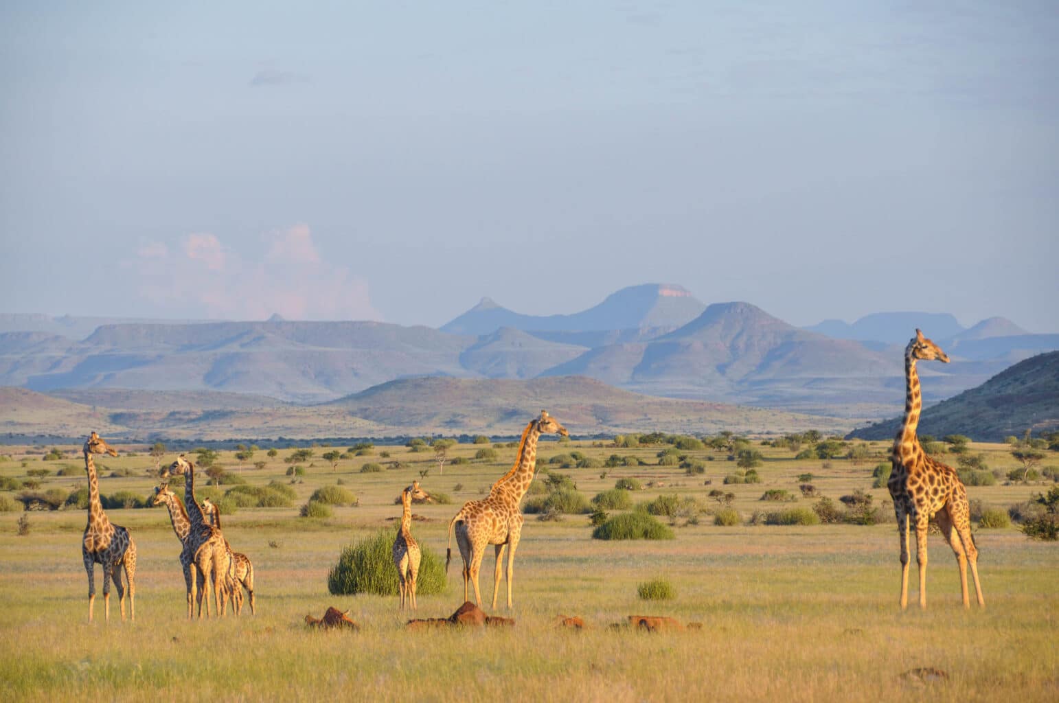 Giraffes in the wild in Namibia.