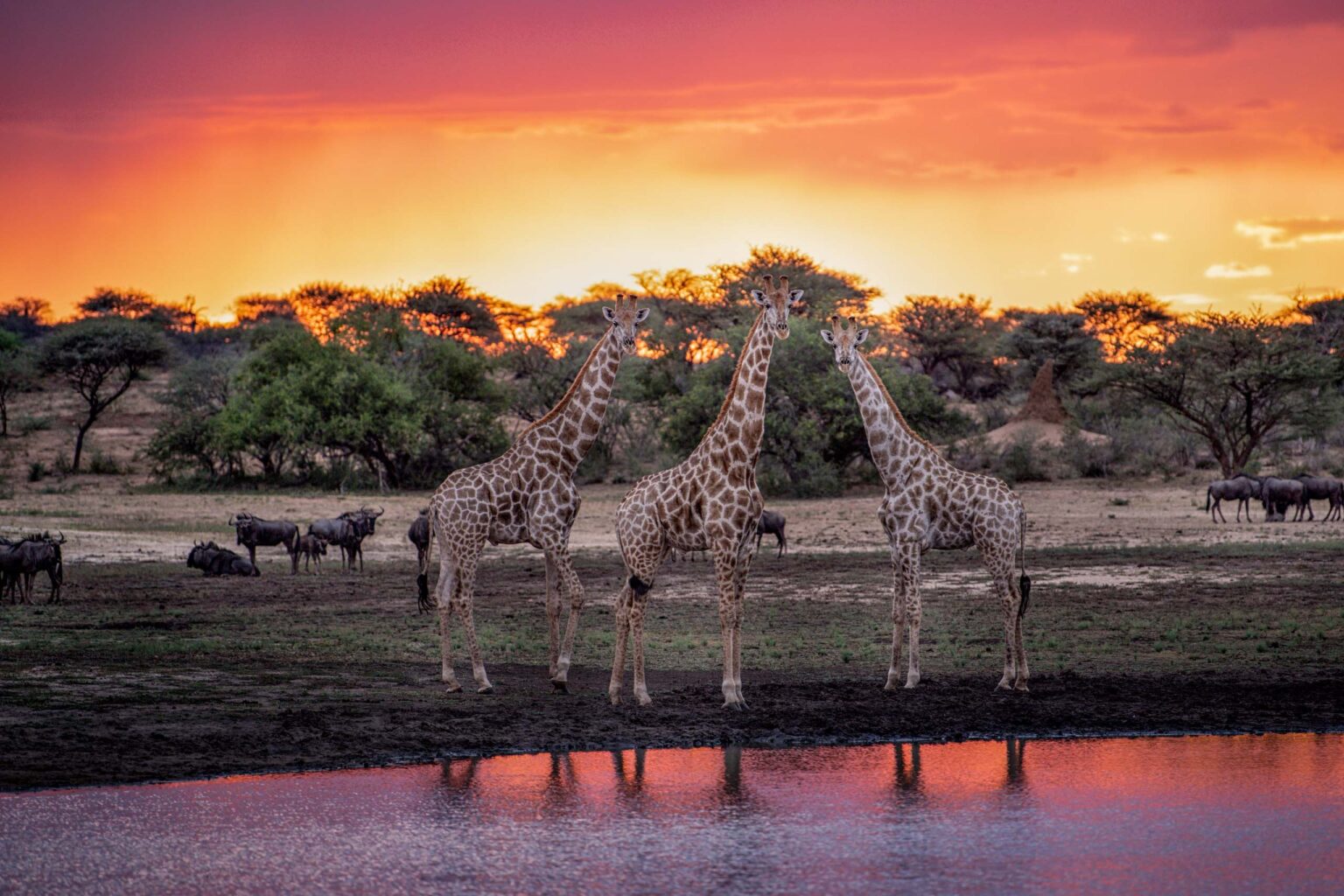 Giraffes in Namibia at sunset.