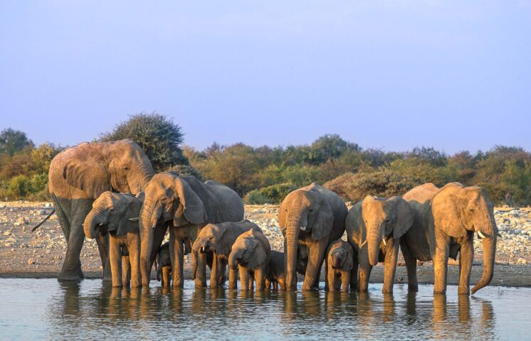Elephants drinking water.
