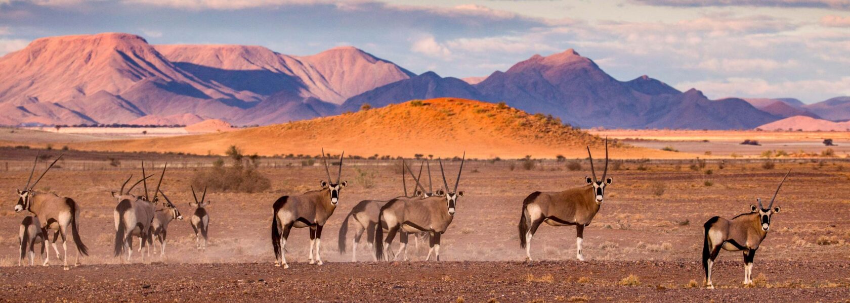 Beautiful herd of Oryx in the Namib Desert, Namibia.