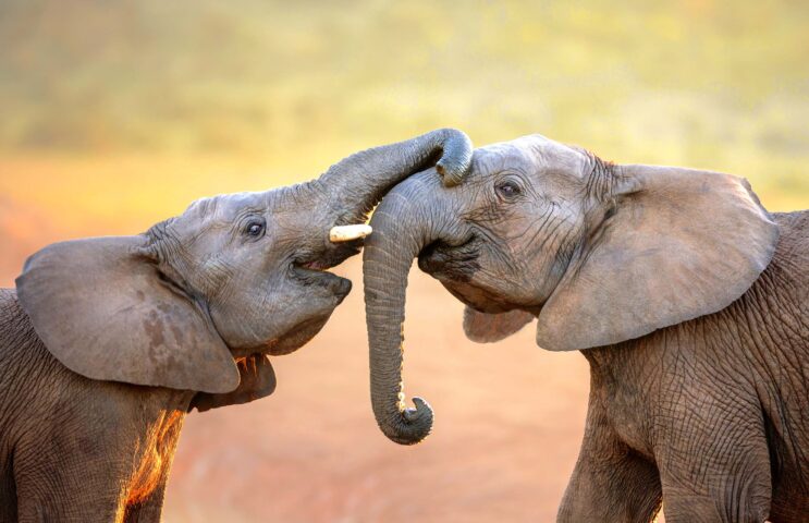 Two elephants.