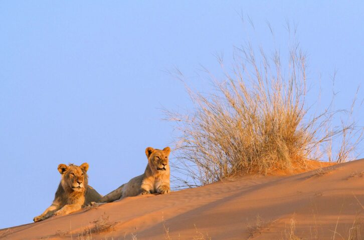 Two lions resting on sand dunes.