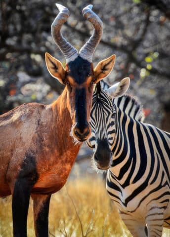 Wildlife in Namibia.