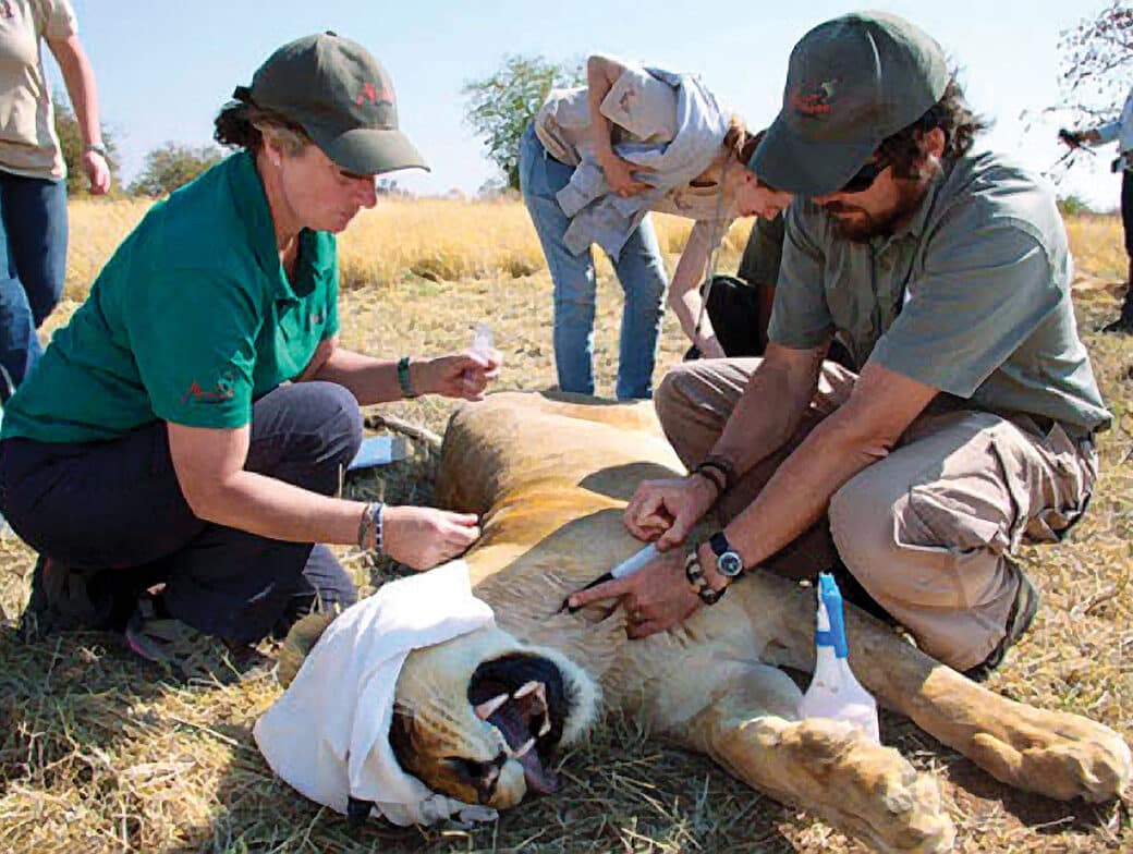 A group of people performing a health check on an animal.