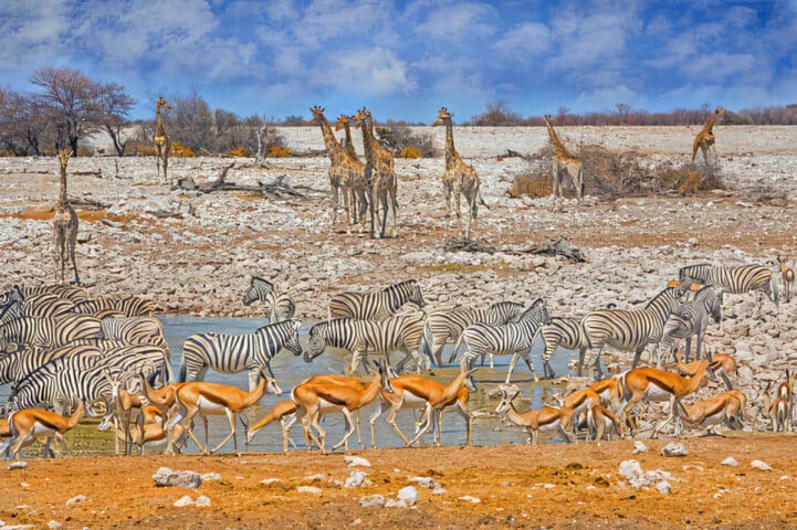 Wildlife herds in Namibia.