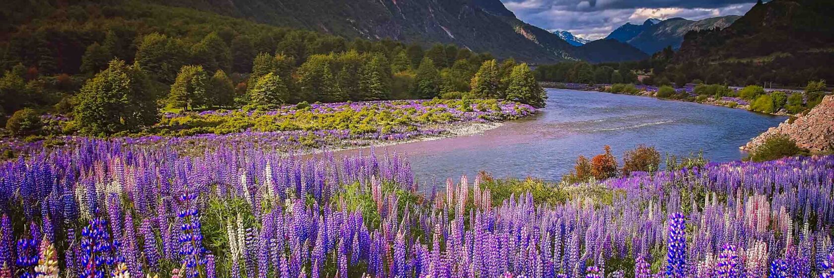 Lupin field and mountain river scenery in Patagonia.