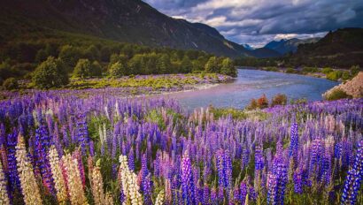 Lupin field and mountain river scenery in Patagonia.
