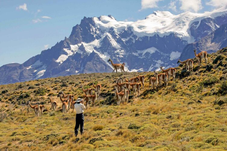 A tourist observing a herd of guanaco.