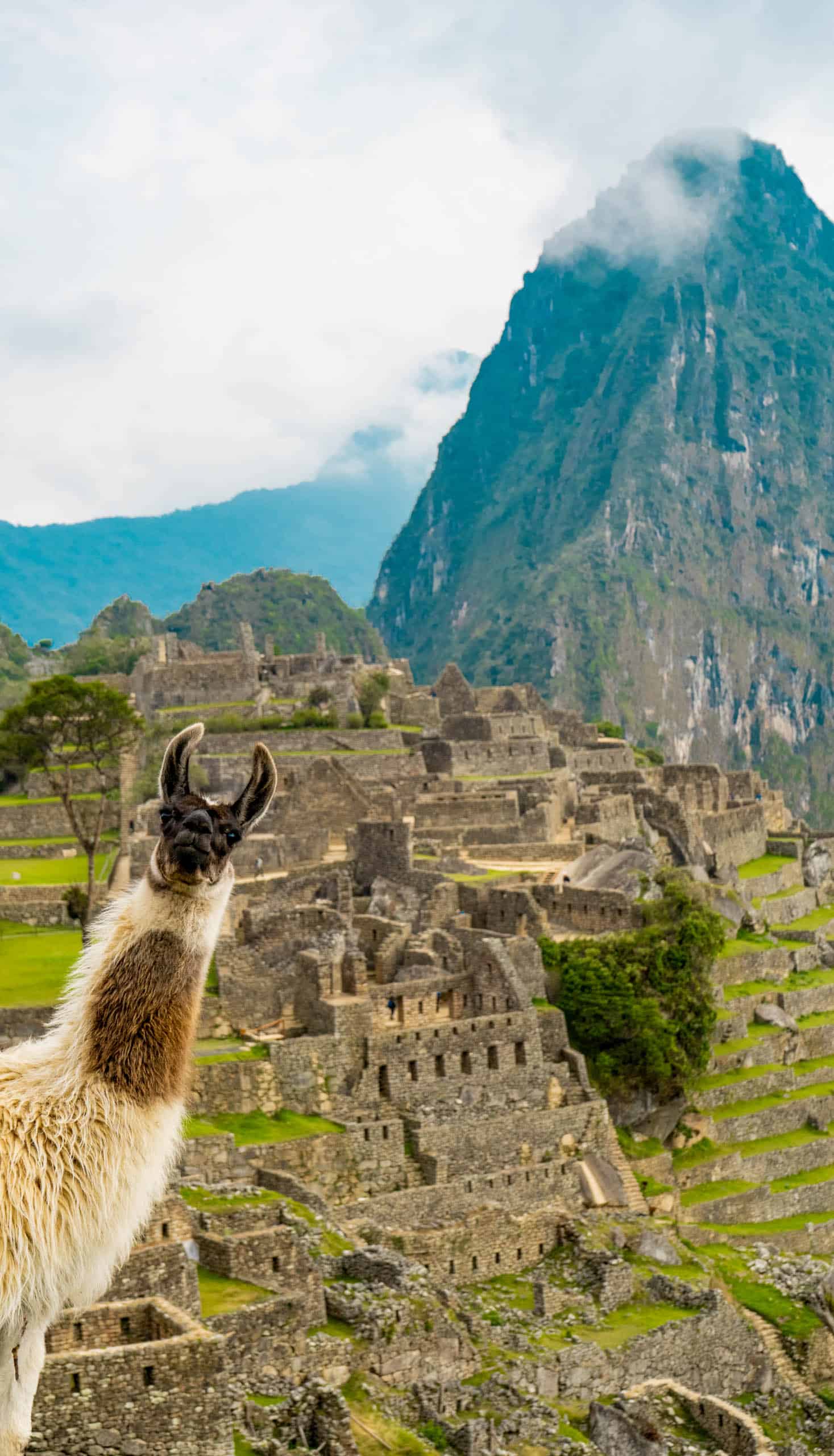 Lama standing in front of Machu Picchu while looking in the camera.