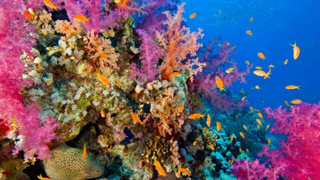 A colorful coral reef and fish.