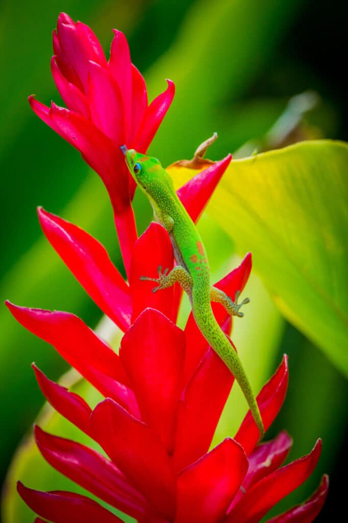 Tiny green gecko on bright red flower.