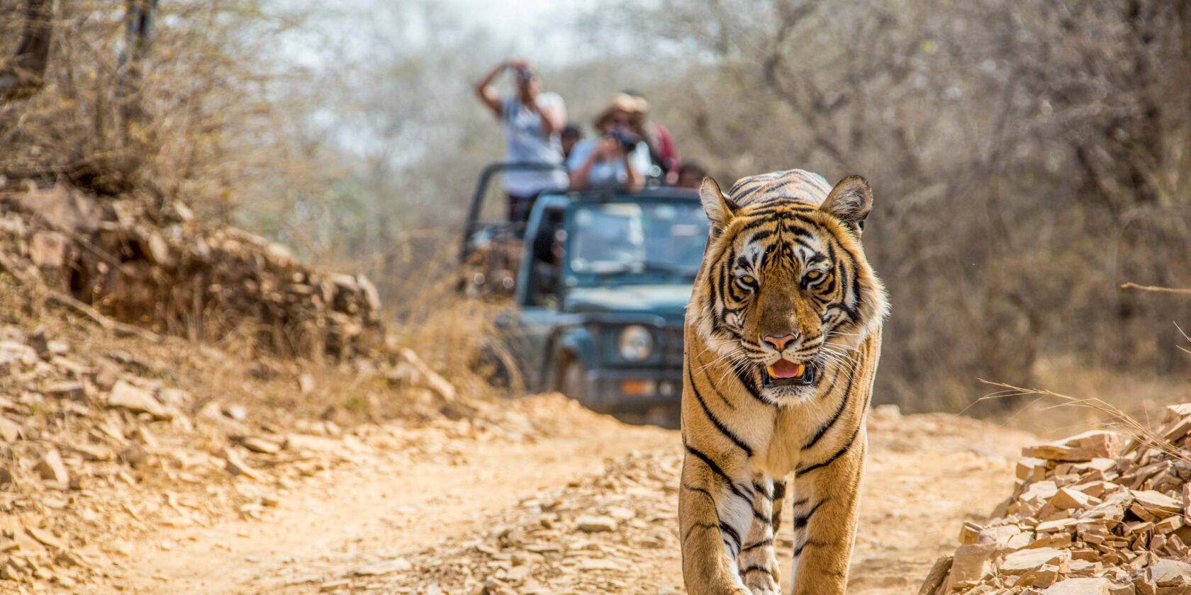 Bengal Tiger is walking on the road in front of a safari jeep.