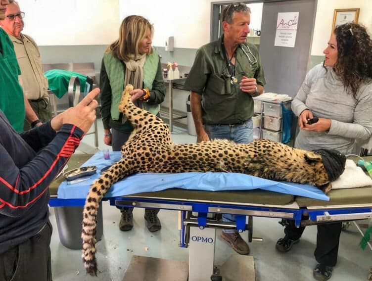 A leopard getting treated.