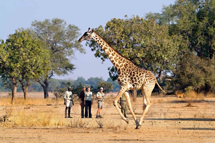 Tourists on a safari watching a giraffe.