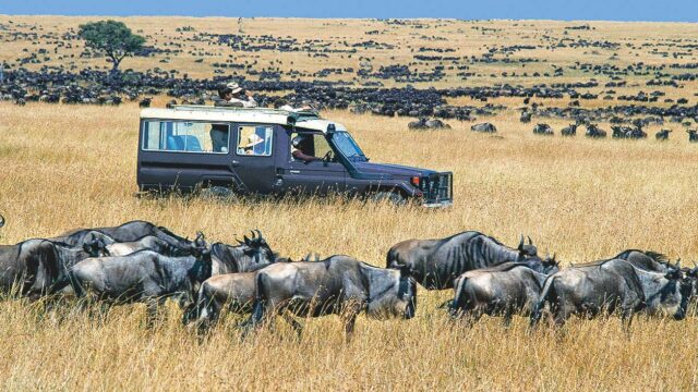 Wildlife in Serengeti.