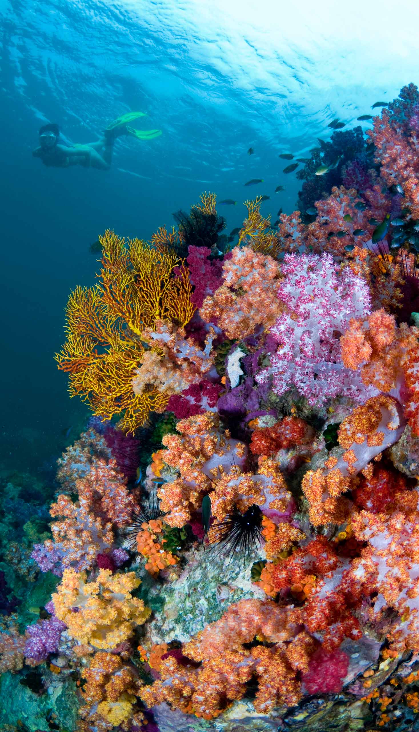 A coral reef.