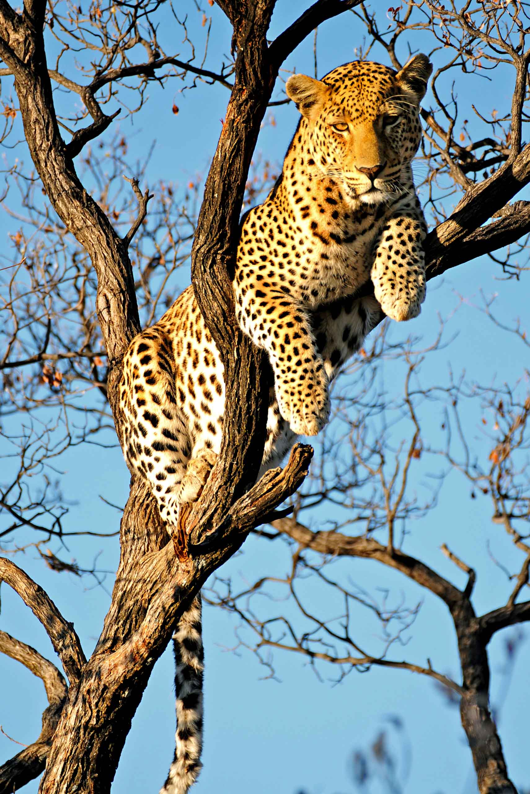 A leopard in a tree.