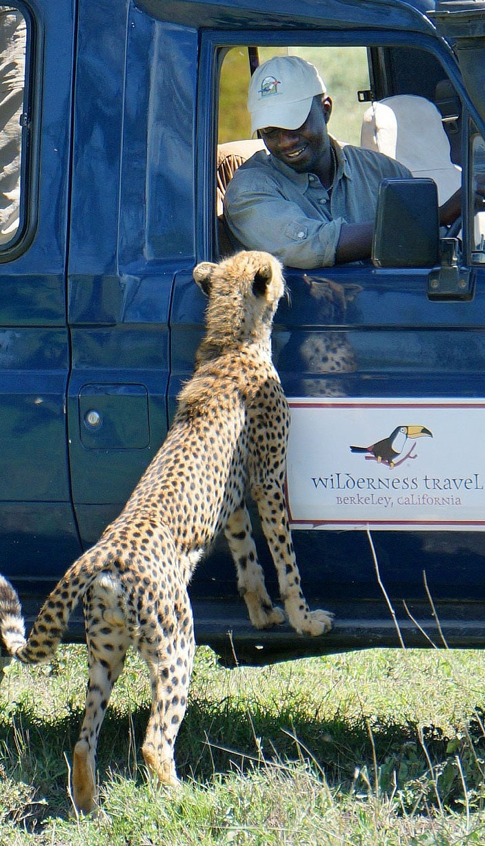 A leopard leaning into a safari vehicle.