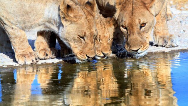 Three lions drinking water.