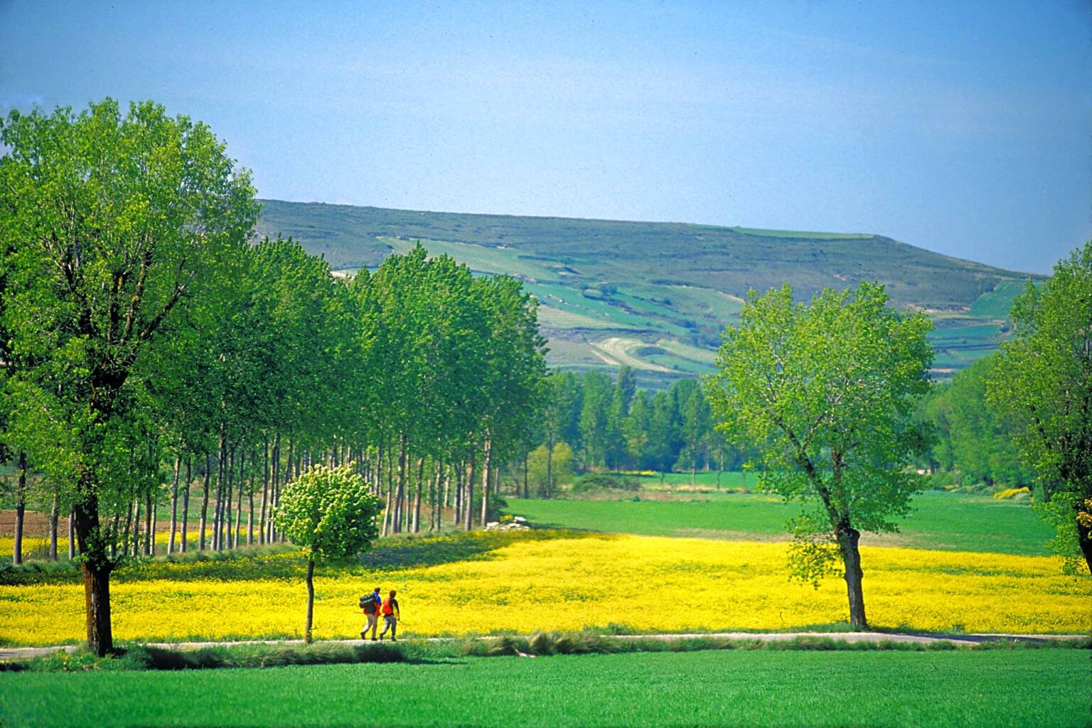 Two hikers walking past a field of yellow flowers.