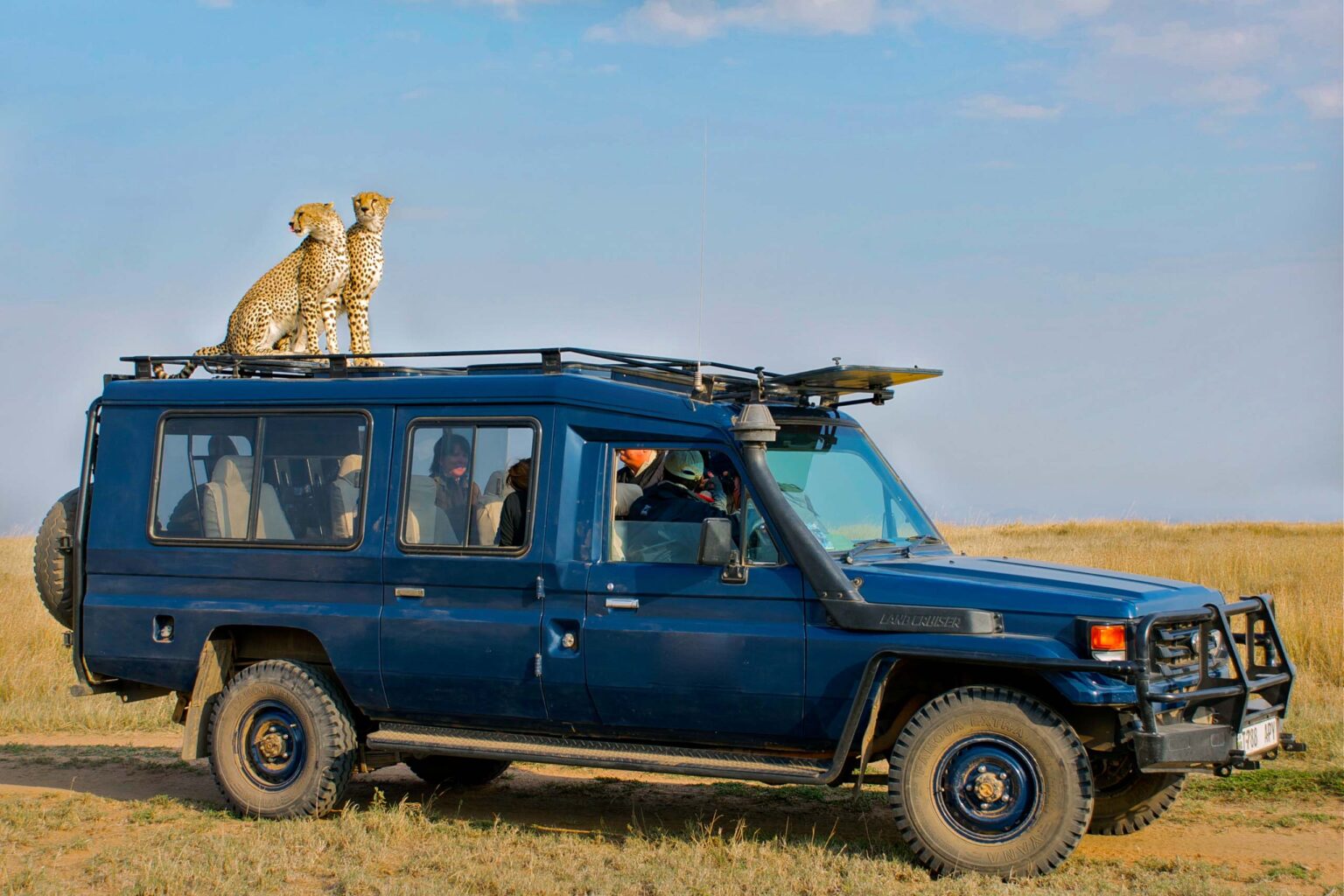 Two cheetahs on the roof of a safari vehicle.