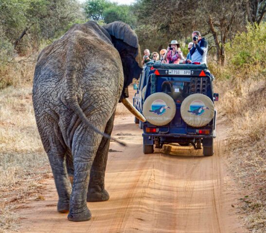 An elephant following a safari vehicle.